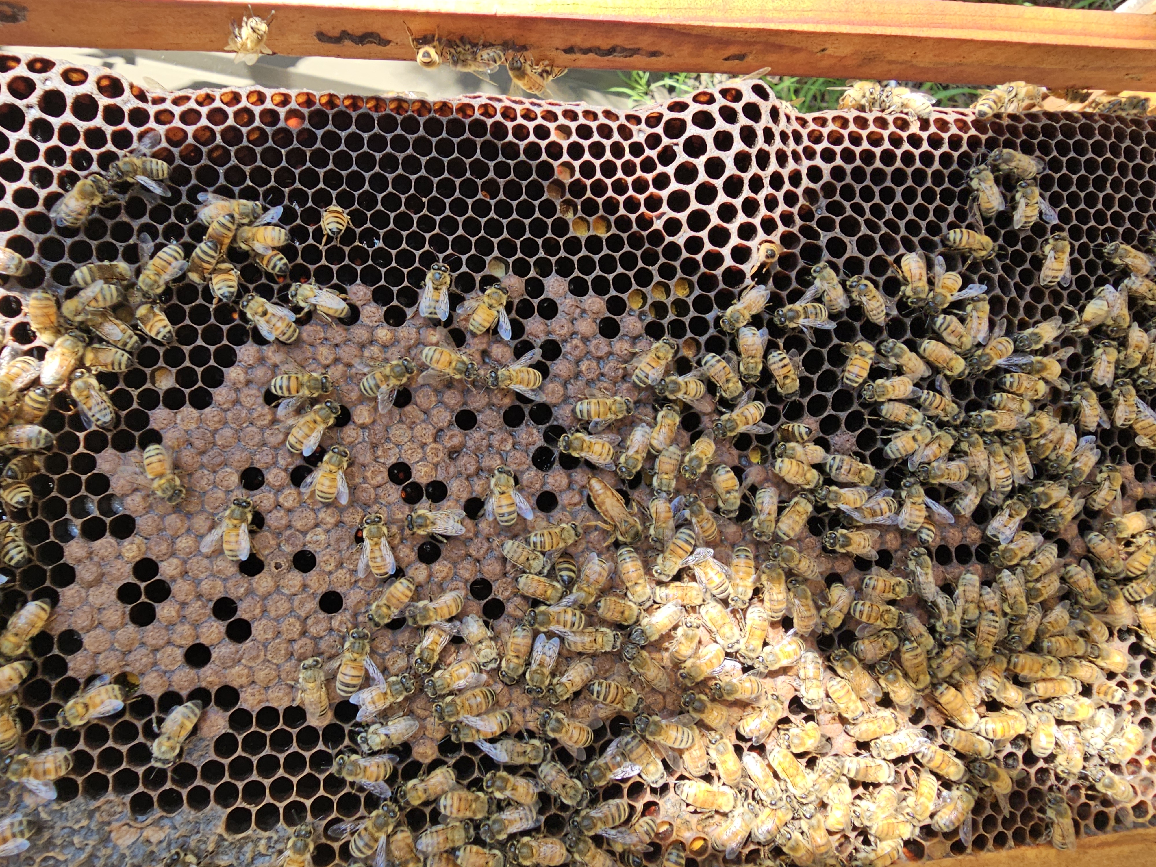 Bees on comb